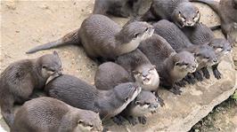 A delightful but noisy bunch of Asian Small Clawed Otters at Newquay Zoo